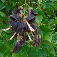 Mucuna atropurpurea (Roxb.) DC. ex Wight